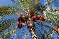 Phoenix dactylifera - Date Palm Tree - contre un ciel bleu