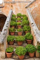 Plantes en pots en terre cuite sur escalier en pierre