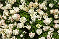 Hydrangea paniculata 'Sundae Fraise' - Hortensia paniculé