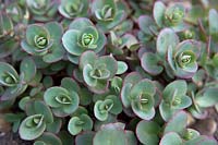 Sedum Sunsparkler 'Lime Zinger'