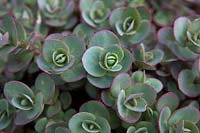 Sedum Sunsparkler 'Lime Zinger'