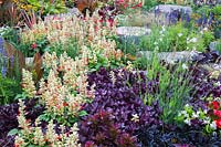 Salvia Mojave 'Red and White Bicolor' - Sauge, Alternanthera dentata 'Purple Knight' - Manteau de Joseph, herbe ornementale en parterre de fleurs