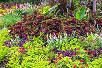 Salvia farinosa - Sauge, Pelargonium - Géraniums, Alternanthera dentata 'Purple Knight' - Manteau de Joseph, Solenostemon - Coleus en parterre de fleurs