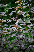 Le feuillage sombre de Physocarpus opulifolius 'Diabolo' syn. Physocarpus opulifolius 'Monlo' - Ninebark
