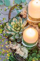 Arrangement de l'Avent dans un panier avec des bougies blanches et des plantes succulentes, y compris Monanthes, Haworthia, Sempervivum et Muhlenbeckia