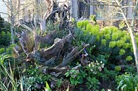 Le Stumpery Garden, avec des rondins de bois sculpturaux, des hellébores, Euphorbia et Vinca. Château d'Arundel, West Sussex, Royaume-Uni.