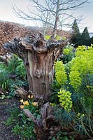 Souche d'arbre sculpturale dramatique avec plantation de printemps. Le Stumpery Garden, le château d'Arundel, West Sussex, UK.