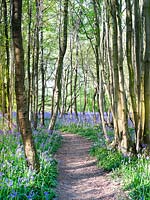 Chemin à travers le bois Bluebell au printemps