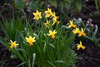 Narcissus cyclamineus 'Jetfire' en mars.