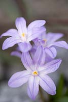 Chionodoxa forbesii 'Violet Beauty' - Gloire de la neige