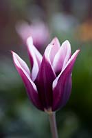Tulipa 'Arabian Mystery' - Tulip 'Arabian Mystery' en avril.