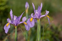 Iris hollandica 'Panthère rose'