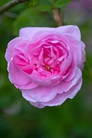 Rosa centifolia 'Old Pink Moss Rose Common Moss'