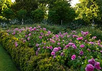 Un grand parterre de fleurs contenant Rosa 'Jacques Cartier' aux jardins de Chiswick House, Chiswick House