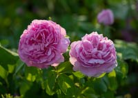 Rosa 'Jacques Cartier'