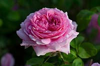 Rosa 'Jacques Cartier'