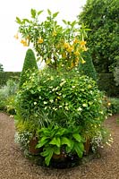 Un affichage élaboré de Brugmansia x candida 'Grand Marnier' et Argyranthemum frutescens 'Butteryfly' dans des pots à l'entrée de East Ruston Old Vicarage, Norfolk, UK