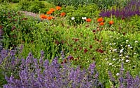 Nepeta 'Walker Low', Knautia macedonia, Papaver somniferum et Salvia 'Caradonna' dans le jardin de pépinière herbacée à Waterperry Gardens, Waterperry, Wheatley, Oxfordshire, UK.