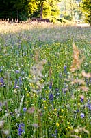 Prairie de fleurs sauvages principalement avec Salvia officinalis - clary des prés, Knautia arvensis - scabious des champs, Ranunculus acris - renoncules, Tragopogon pratensis, Silene vulgaris, Leucanthemum ircutianum, Rumex acetosa et graminées.