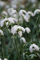 Galanthus 'Ophelia' - Perce-neige 'Ophelia'