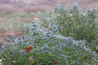 Caryopteris clandonensis 'Dark Knight'