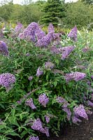 Buddleja davidii 'Gulliver' - Arbre aux papillons 'Gulliver'