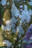 Diploicia canescens - Lichen blanc