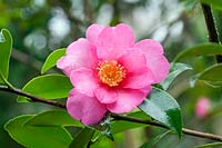 Camellia sasanqua 'Hiryu' - décembre