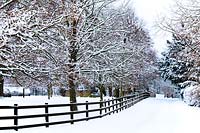 Scène de neige - Clôture et arbres