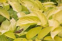 Aralia cordata 'Sun King' - plante de nard japonais avec orthoptères - sauterelle sur feuilles