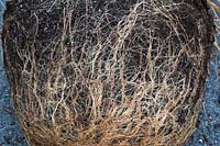 Racines congestionnées de Pennisetum xadvena 'Rubrum' - Plante herbacée ornementale retirée du pot