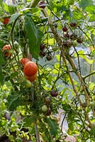 Tomates patrimoniales dans une serre dont 'Red Zebra' et 'Black Cherry '.
