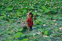 Homme récolte Nelumbo nucifera - fleurs de lotus en Thaïlande.