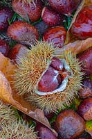 Castanea sativa - Châtaigne douce montrant des graines en gousse épineuse.