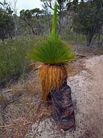 Xanthorrhoea australis - herbe-arbre, Freycinet National Park, Tasmanie, Australie.