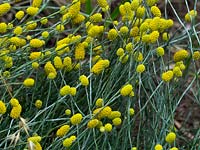 Calocephalus citreus - Lemon Beauty Heads, Tasmanie, Australie