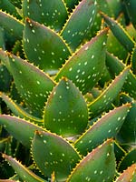 Aloe mitriformis - Aloe dent d'or.