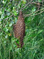 Apis mellifera - Un début d'abeilles sur l'aulne Betulaceae branch