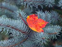 Abies lasiocarpa 'Compacta' et feuilles mortes d'Acer rubrum 'October glory'