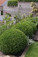 Regardant vers le bas sur des boules et Penstemon 'Stapleford Gem' dans un jardin à flanc de colline avec clôture en bois à lattes horizontales, Cheshire