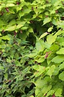 Leycesteria formosa 'Golden Lanterns' avec Persicaria microcephala 'Purple Fantasy' - Baie de faisan à feuilles dorées