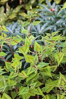 Persicaria microcephala 'Purple Fantasy' avec Helleborus foetidus derrière