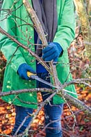 Femme à l'aide d'une grande scie d'élagage pour tailler un arbre prune 'Victoria' en hiver
