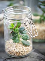 Utilisation de bocaux en verre recyclé comme terrarium avec gravier et Crassula argentea - Money Tree - plante