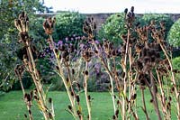 Têtes de graines d'Eryngium agavifolium