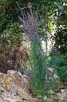 Linaria purpurea, salicaire