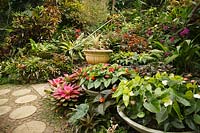 Pots circulaires peu profonds d'Anthurium avec jardin tropical au-delà