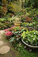 Pots circulaires peu profonds d'Anthurium dans un jardin tropical