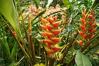 Heliconia rostrata dans un jardin tropical