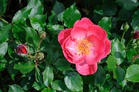Rosa 'La Belle Sultane'